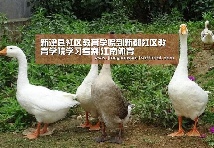 新津县社区教育学院到新都社区教育学院学习考察|江南体育(图3) jn体育